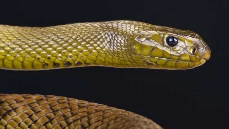 Le Taïpan du désert : le serpent le plus venimeux au monde