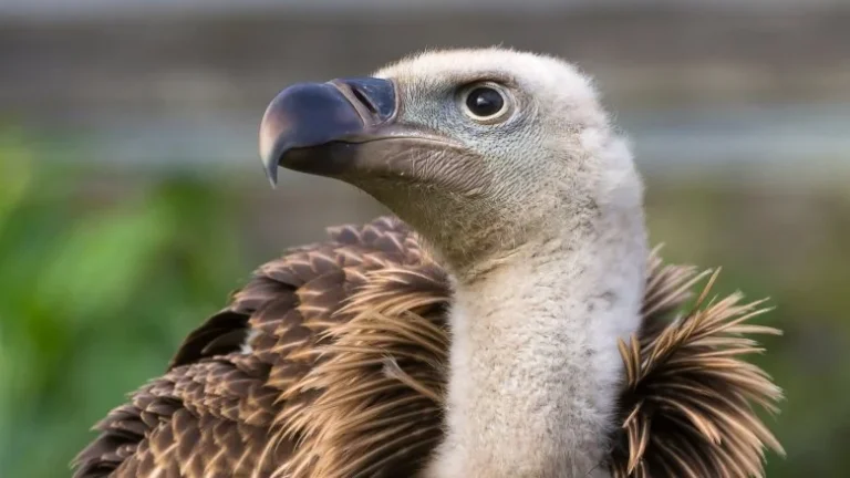 Le Vautour Griffon de Ruppell : L&rsquo;Oiseau le Plus Élevé du Monde