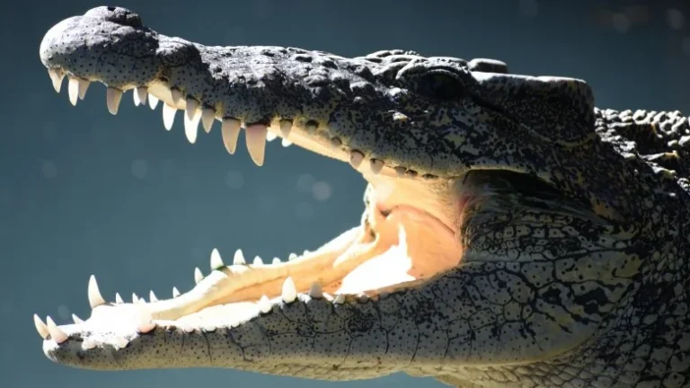 Le crocodile, l&rsquo;animal au mors le plus puissant du monde