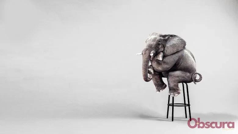Les Éléphants Ont-ils Vraiment Peur des Souris ?