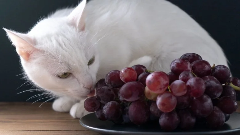 Les Fruits les Plus Toxiques pour les Chats : Attention !