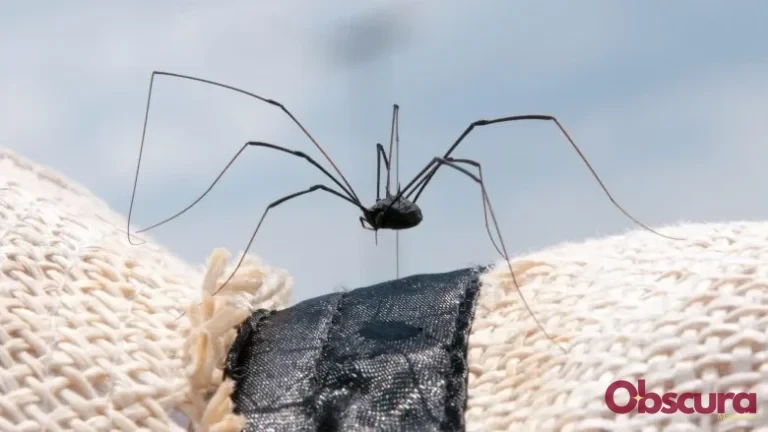 Les Mythes des Araignées Daddy Long-Legs : Sont-elles Venimeuses ?
