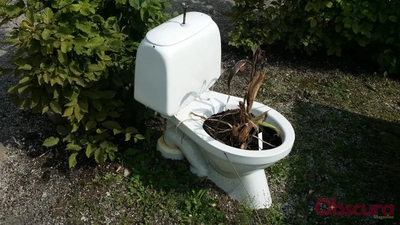 Les Plantes Font-elles Caca ? Décryptage Insensé