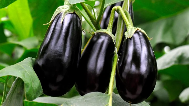 Les Plantes Ont-elles un Genre ? Comprendre la Sexualité Végétale