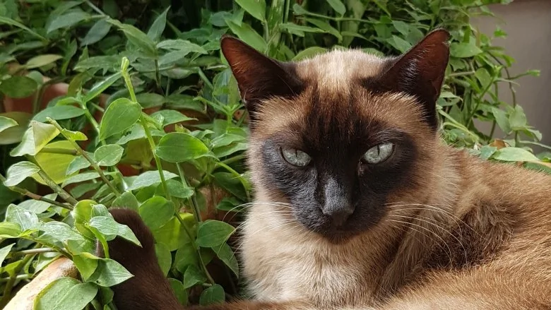 Les Plantes d'Intérieur les Plus Toxiques pour les Chats