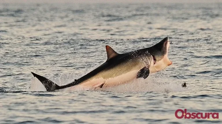 Les Prédateurs des Requins : Qui les Mange ?