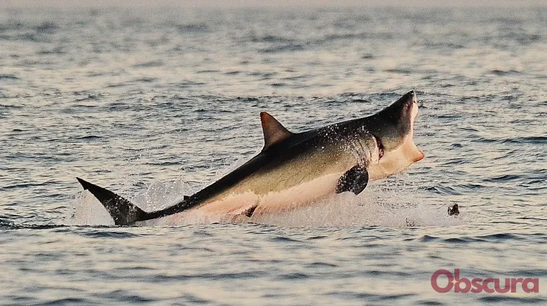 Les Prédateurs des Requins : Qui les Mange ?