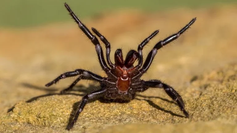 Les créatures les plus venimeuses au monde