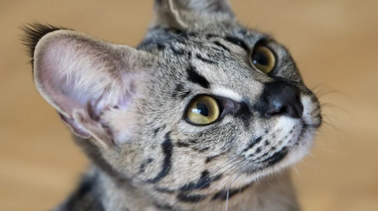 Les races de chats les plus chères du monde