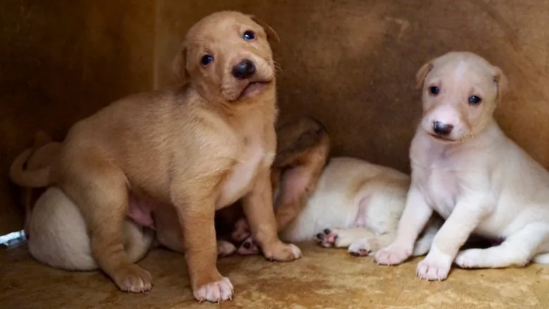 Les races de chiens les plus rares au monde