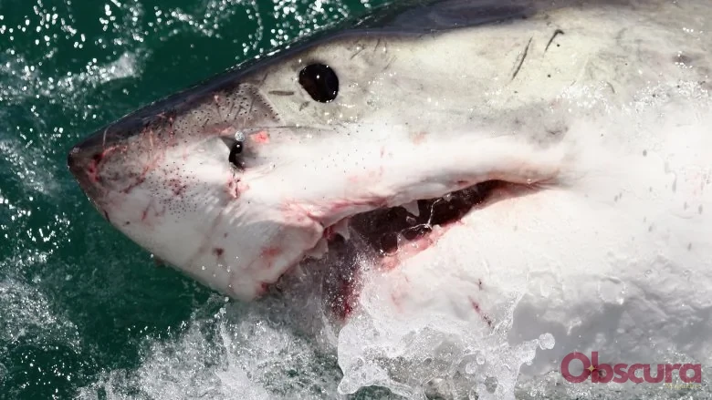 Les requins dorment-ils vraiment ? Découverte fascinante
