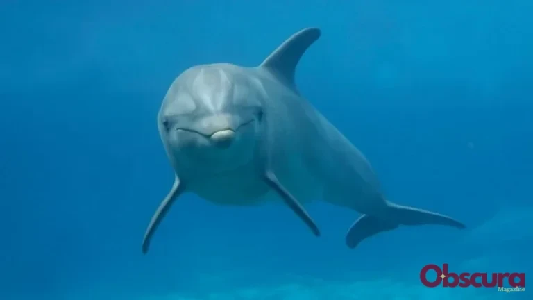 Les requins ont-ils peur des dauphins ?