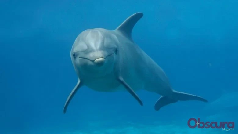 Les requins ont-ils peur des dauphins ?
