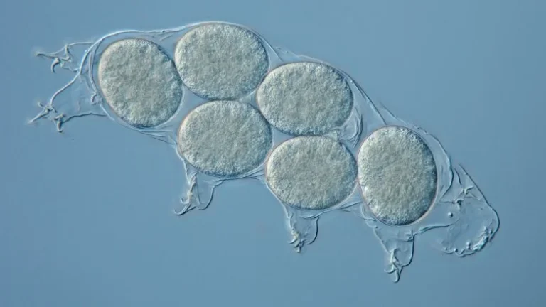 Les tardigrades : ces incroyables ours d&rsquo;eau et leur habitat