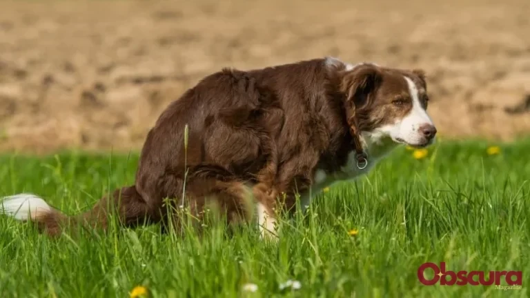 Pourquoi Votre Chien Vous Regarde Lorsqu&rsquo;il Fait Ses Besoins