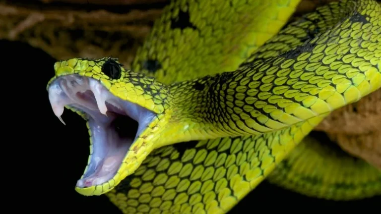 Pourquoi avons-nous peur des serpents ? Analyse scientifique