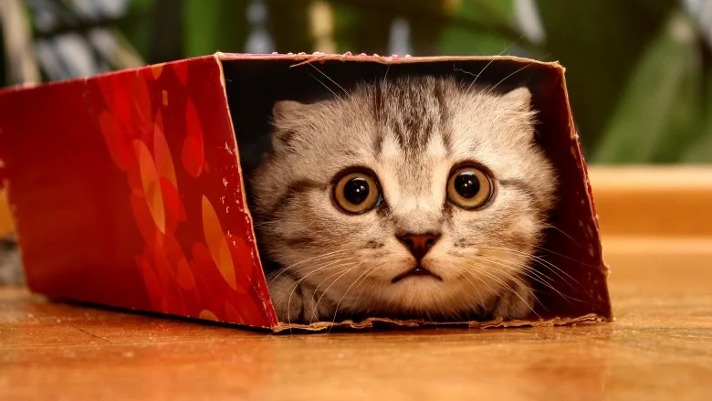 Pourquoi les Chats Adorent-ils les Boîtes ?