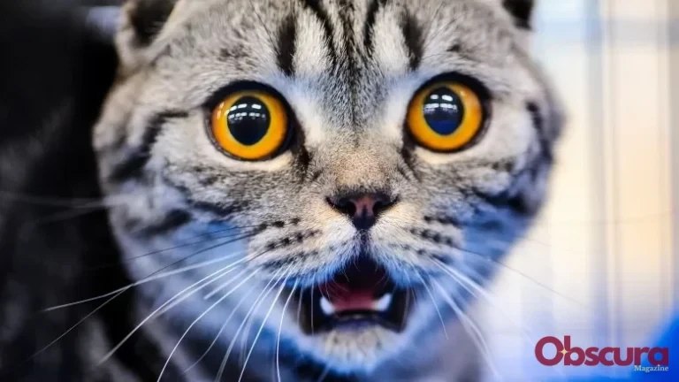 Pourquoi les Chats Ont-ils Peur des Concombres ?
