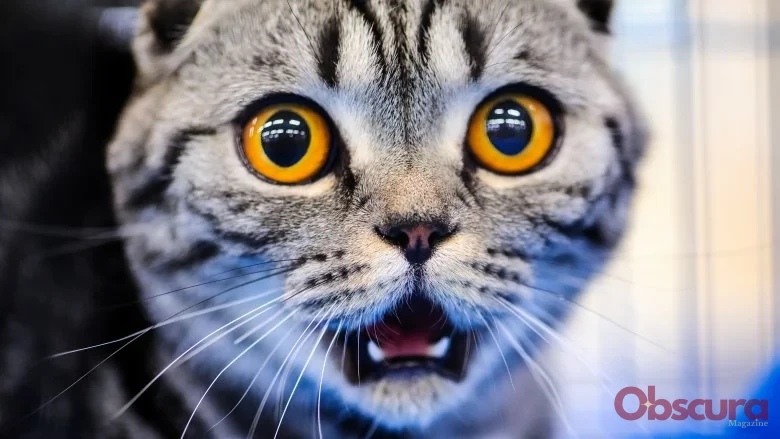 Pourquoi les Chats Ont-ils Peur des Concombres ?
