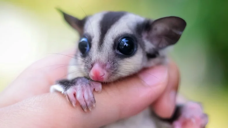 Pourquoi les Gémeaux de Sucre ne doivent pas être des animaux de compagnie