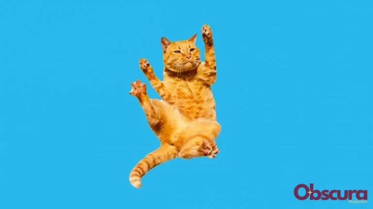 Pourquoi les chats atterrissent presque toujours sur leurs pattes