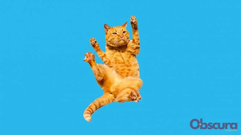 Pourquoi les chats atterrissent presque toujours sur leurs pattes