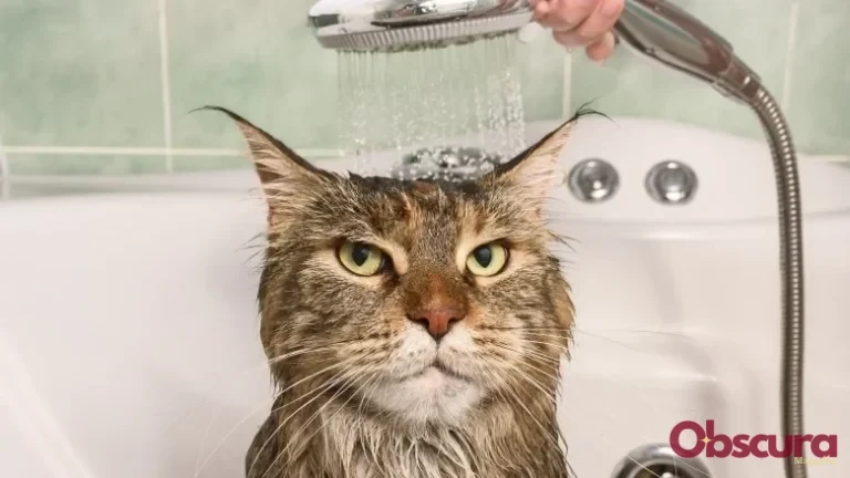 Pourquoi les chats détestent-ils l&rsquo;eau ?