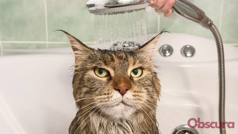 Pourquoi les chats détestent-ils l'eau ?