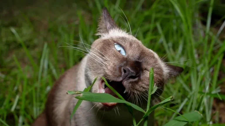 Pourquoi les chats mangent-ils de l&rsquo;herbe ?