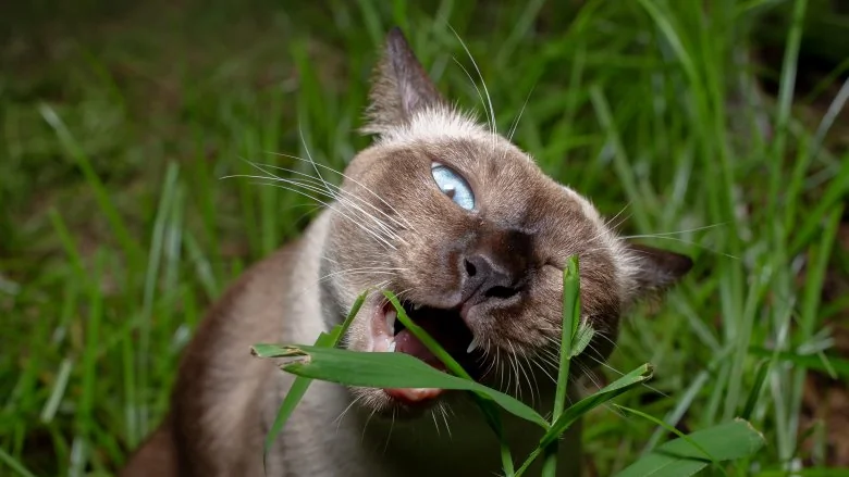Pourquoi les chats mangent-ils de l'herbe ?