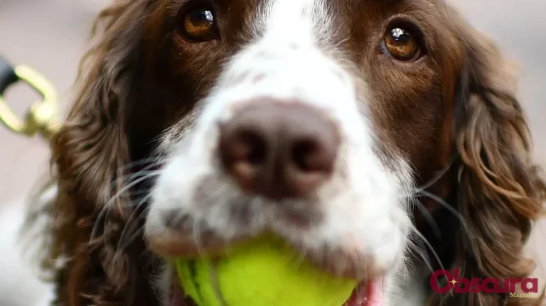 Pourquoi les chiens ont-ils des moustaches ?