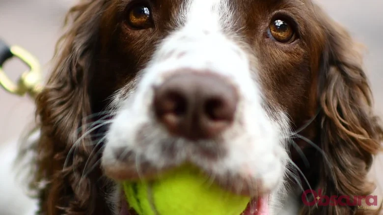 Pourquoi les chiens ont-ils des moustaches ?