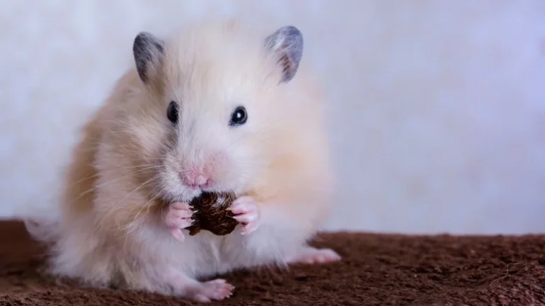 Pourquoi les hamsters mangent leurs bébés : explications choquantes