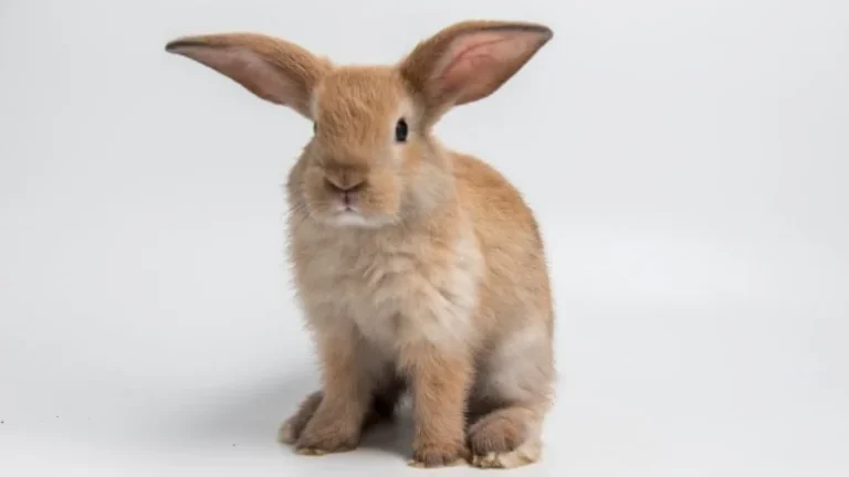 Pourquoi les lapins ne sont pas des rongeurs