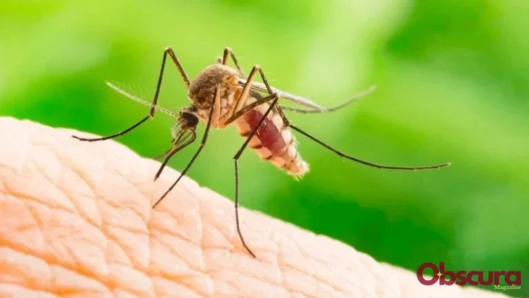 Pourquoi les moustiques vous adorent-ils ?