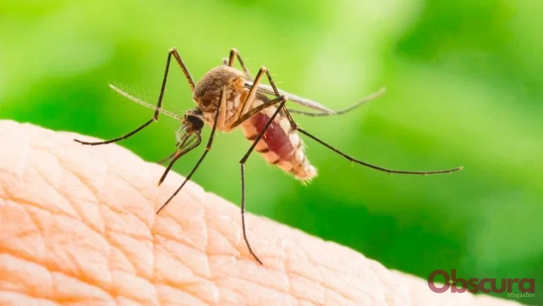 Pourquoi les moustiques vous adorent-ils ?