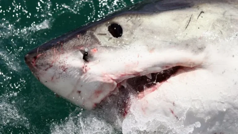Pourquoi les requins mégalodons se sont éteints
