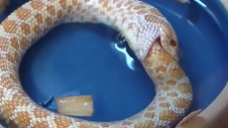 Pourquoi les serpents tentent-ils de s'avaler eux-mêmes ?