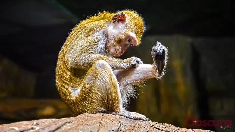 Pourquoi les singes jettent-ils des excréments ?