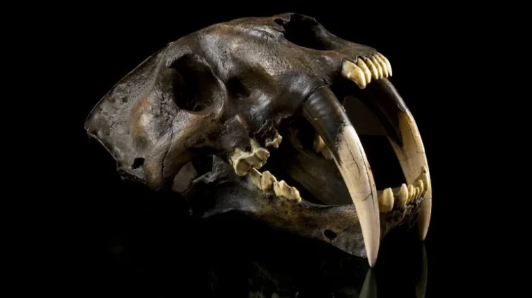 Pourquoi les tigres à dents de sabre se sont-ils éteints ?