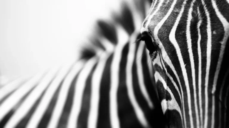 Pourquoi les zèbres ont-ils des rayures noires et blanches ?