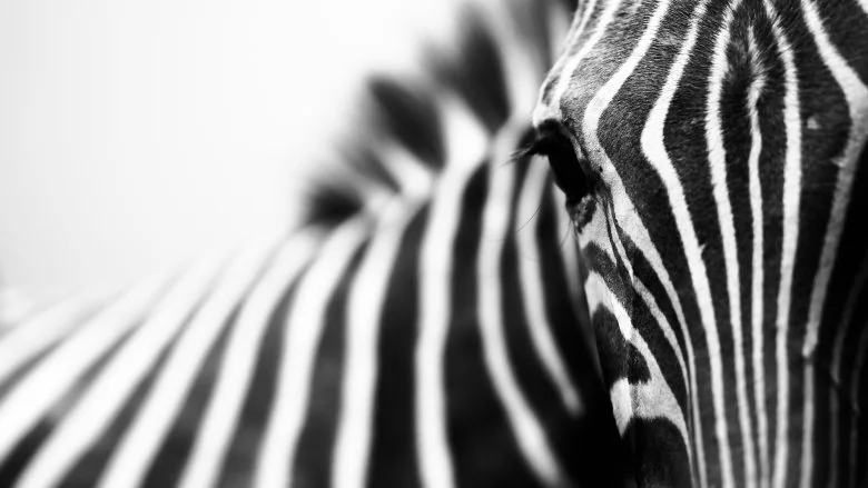 Pourquoi les zèbres ont-ils des rayures noires et blanches ?