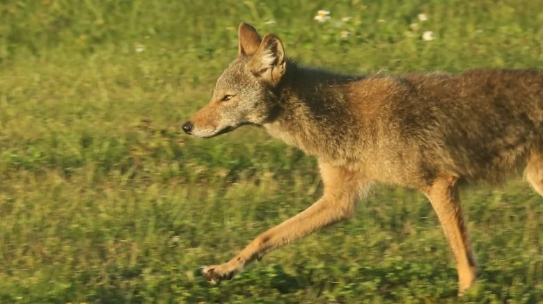 Que faire en cas de rencontre avec un coyote ?