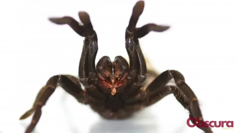 Que mangent les tarentules ? Découverte fascinante