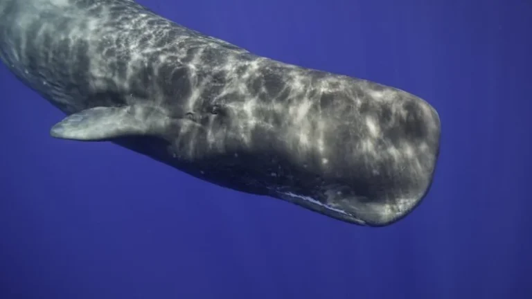 Que se passe-t-il si une baleine vous avale vraiment ?