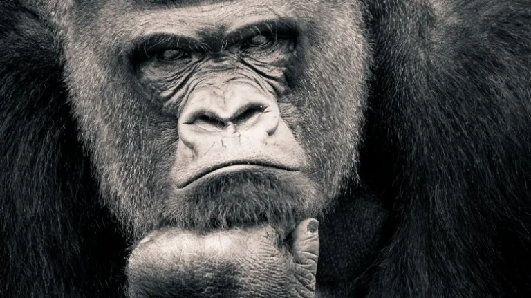 Quel est l&rsquo;animal le plus intelligent au monde ?