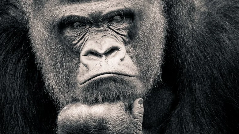 Quel est l'animal le plus intelligent au monde ?