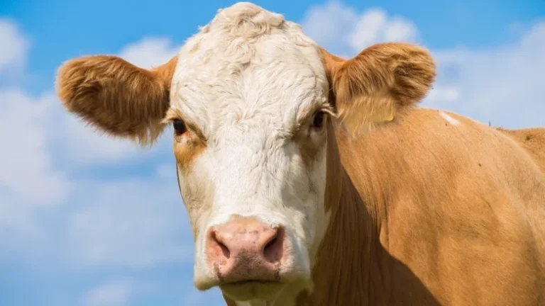 Quelle quantité de lait produit une vache dans sa vie ?