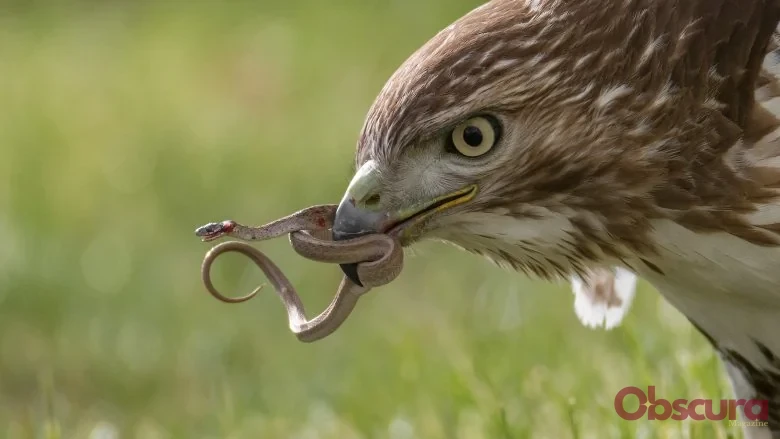 Quels animaux mangent des serpents ?
