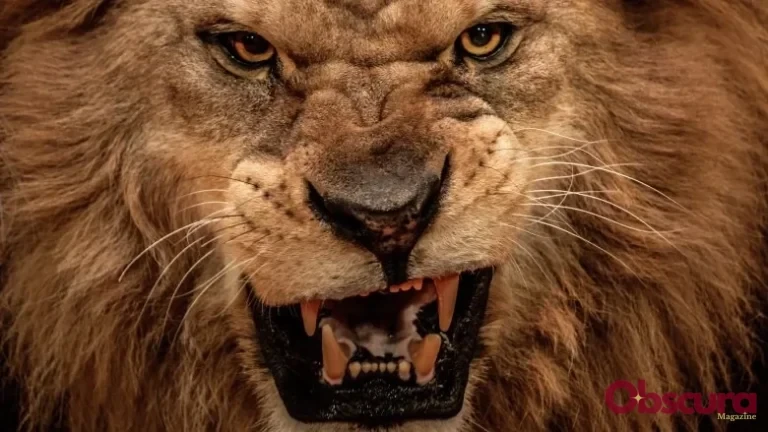 Quels animaux mangent les lions ?